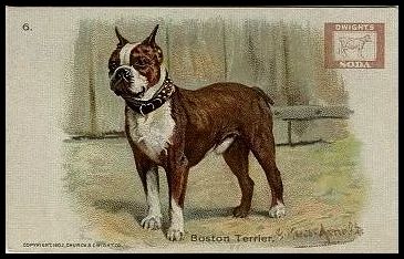 6 Boston Terrier